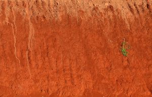 Kenyan red soil