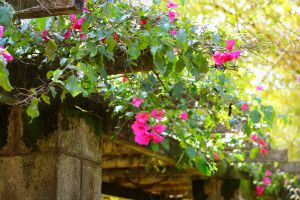 Flowers on Karen Blixen farm