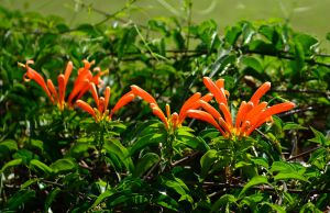 Flowers on Karen Blixen farm