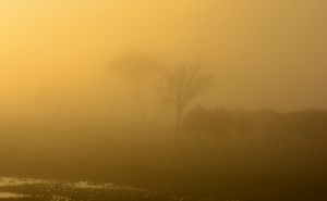 Morning haze at Treetops waterhole